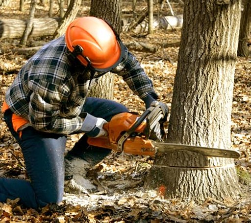Tree Removal in Cheyenne, OK